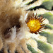 Echinocactus grusonii brevispina