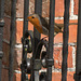 Robin on gate
