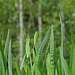 Flag Iris Buds (water)