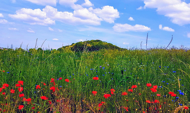 Red Poppies and Blue Cornflowers impatient in the wind on the way to my village