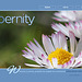 ipernity homepage with #1239
