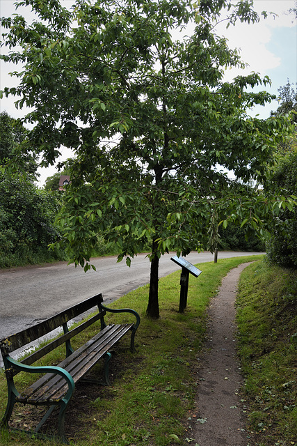 A bench, a tree, and a notice board
