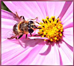 Hoverfly as a gourmet... ©UdoSm