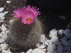 Cactus Flower (minus Ingrid)