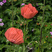 Two new poppies