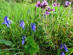 Bluebells and red campion
