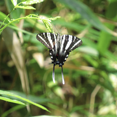 Zebra swallowtail butterfly