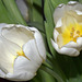 Tulips (Tulpen)