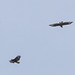 Two Buzzards ( record shot)