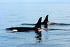 Alaska, Homer, A Pair of Orcas in Kachemak Bay