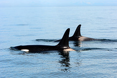 Alaska, Homer, A Pair of Orcas in Kachemak Bay