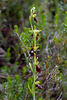 Ophrys insectifera, Fliegen-Ragwurz - 2022-06-10--2a