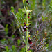Ophrys insectifera, Fliegen-Ragwurz - 2022-06-10--2a