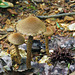 Brown Mushroom Trio