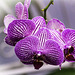 Orquídeas rojiblancas