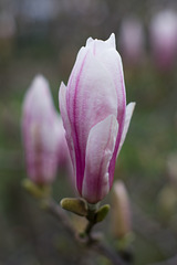 March 3: magnolia