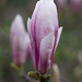 March 3: magnolia