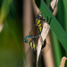 Mating migrant hawkers