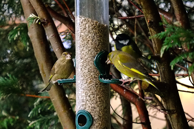 pair of Greenfinch