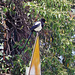 A  Yellow billed Magpie
