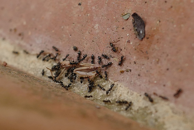 La fourmi ayant travaillé tout l'été...