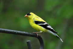Goldfinch - A Male in Summer Plummage