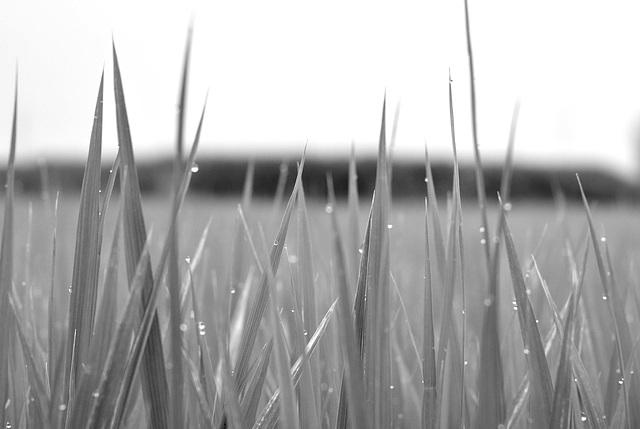 Morning dew on rice plants