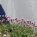 Armeria maritima