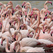 Flamingomeer