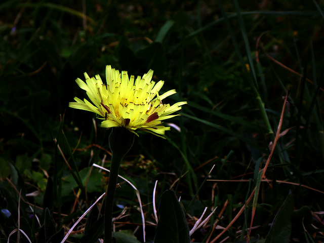 yellow - Urospermum