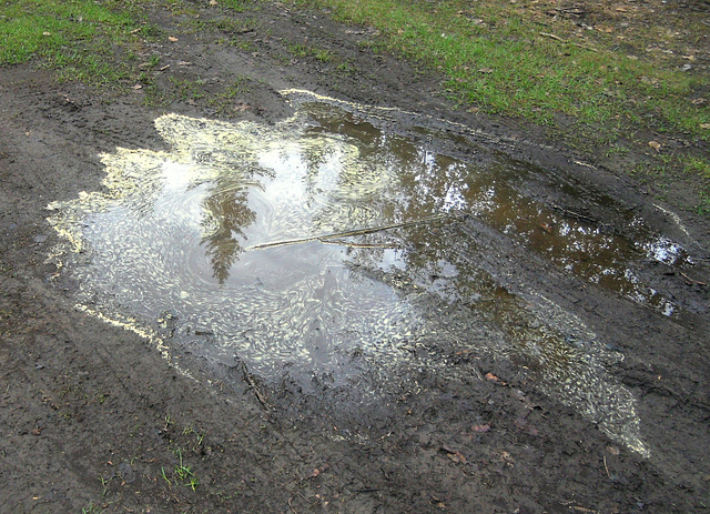 Puddle pollen reflection