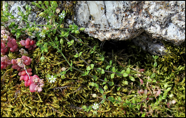 Arenaria serpillyfolia (3)