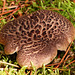 Shingled/Scaly Hedgehog fungus / Sarcodon imbricatus?