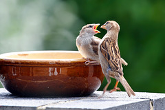 Mummy Sparrow Feeding her Young One, Mouth-to-Mouth