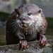 Short claw otter