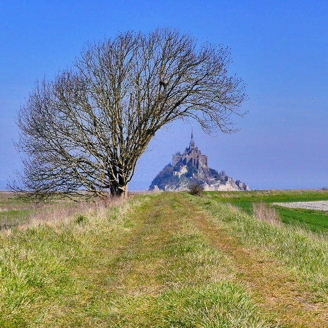 P1370047- Côté polders - Vers le Mont St Michel.  23 mars 2021