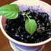 Green pepper plant started from seed