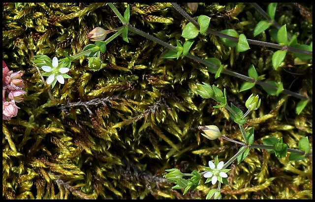 Arenaria serpillyfolia (4)