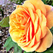 Orange Rose.