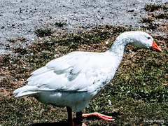 Goose At Lakeside