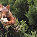 Ecureuil roux mâle