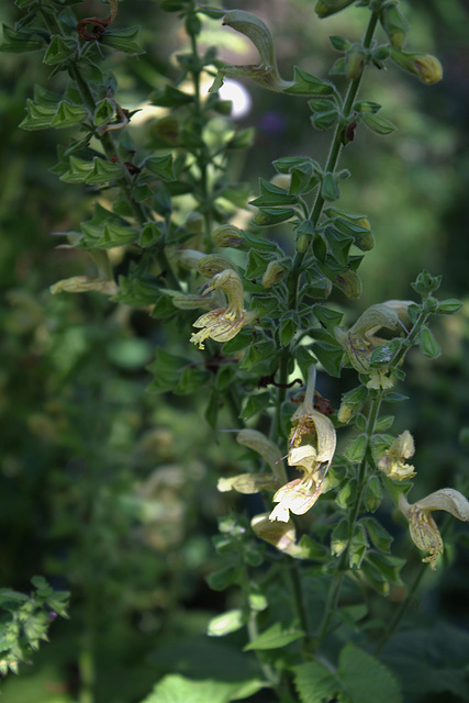 Salvia glutinosa (1)