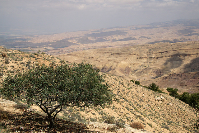 The wild olive on Mount Nebo