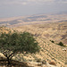 The wild olive on Mount Nebo