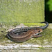 Young common lizard