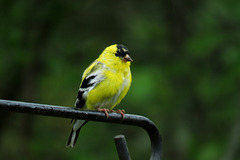 Goldfinch (Male)