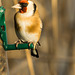 Feeding Goldfinch