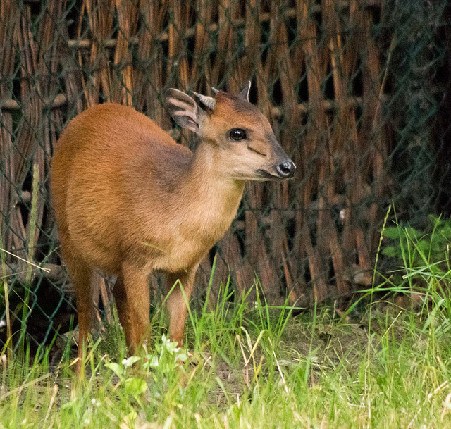 Red forest Duiker