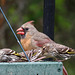 Northern Cardinal - Female with Pine Siskins
