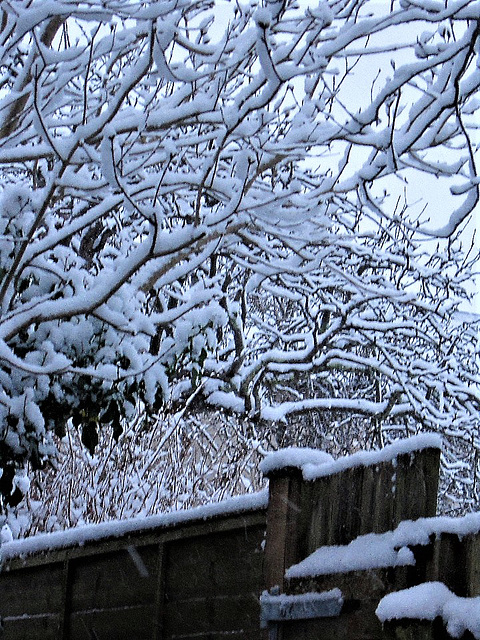 The snow accentuates the branches